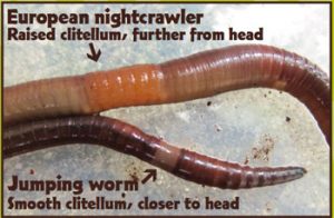 Crazy Worms